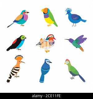 Insieme degli uccelli più belli del pianeta. Illustrazione vettoriale Illustrazione Vettoriale
