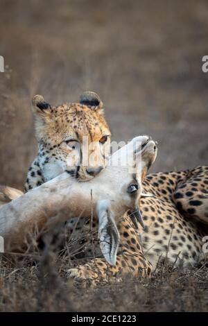 Primo piano ritratto su un ghepardo e la sua uccisione dentro Ndutu in Tanzania Foto Stock