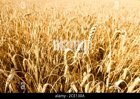 Sfondo campo di grano oro. Sfondo di orecchie di maturazione di un campo di cereali gialli pronti per la coltivazione di raccolto in un campo agricolo. Spazio di copia per la pubblicità Foto Stock