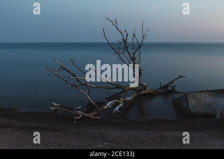 Tronco di albero caduto sulla riva del mare di notte. Esposizione lunga. Foto Stock
