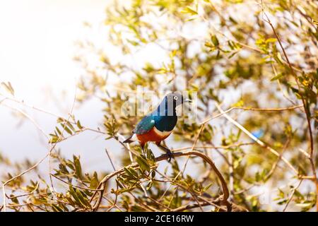 Superbus di Lamprotornis o uccello stellato superbus superbo sedersi su una panchina arroccato sul ramo, Lago Naivasha, Kenya Foto Stock