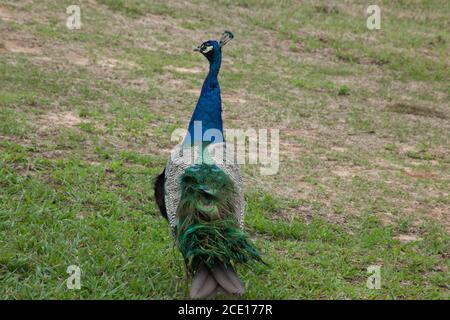 Peacock all'aperto in un cortile Foto Stock