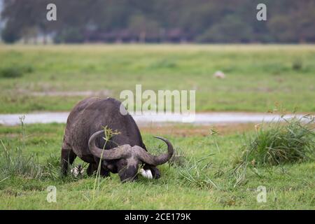 Un grande bufalo nella prateria della savana Foto Stock