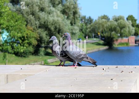 Un paio di pidgeon seduti sulla recinzione grigia situata vicino il fiume Foto Stock