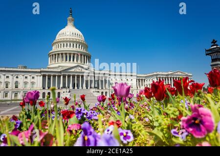 Vista del Campidoglio degli Stati Uniti, sede del Congresso degli Stati Uniti, attraverso fiori colorati a Washington, D.C. Foto Stock