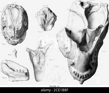 . Ricerche sulla struttura, l'organizzazione e la classificazione della rettilia fossile. Parte IX, sezione 1. Sulla Therosuchia . G-.lf .wo o irar i , he-wxo-aan. XErtt. PLA.TE Fig., 1. Aspetto palatale del theskuWol: La/cosaurvsciirvirola: L'esemplare originale del tipo,47339, nel British Museum. Mostra la dentizione Lycosauria dell'incisore (F.), del canino (c) e (m.) dei denti molari. All'interno dei thepalato-nares mandibola sono esposti. Estendendosi lateralmente dietro il palato-nares si estende l'arco palatino trasversale (i.) che si attesta contro i lati interni della mandibola ; e dietro questo arco si trova il compresso Foto Stock