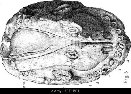 . Ricerche sulla struttura, l'organizzazione e la classificazione della rettilia fossile. Parte IX, sezione 1. Sulla Therosuchia . ^%x ^ ^ ^ •1 so CO. &gt; c Foto Stock