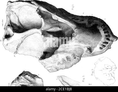 . Ricerche sulla struttura, l'organizzazione e la classificazione della rettilia fossile. Parte IX, sezione 1. Sulla Therosuchia sono esposti dietro la thesymphysis per abrasione. Dimensioni naturali. Fig. 4. Aspetto palatale della parte anteriore del cranio di Cryptocynodon simus, che mostra (c.) i denti canini immaturi; dietro e all'interno dei quali è la fila unica di denti sul palato. Dimensioni naturali. Fig. 5. Contorno dell'aspetto anteriore dello stesso cranio. Le nares anteriori (nn.)Aye ben separate di fronte, e le orbite (oo.) sono ampiamente separate dietro.entro l'arco anteriore della bocca Th Foto Stock