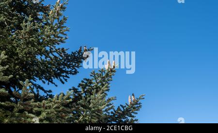 Abete rosso parte di albero su sfondo blu chiaro cielo. Aghi freschi di ramo di pino conifero, vista della pianta sempreverde. Spazio di copia Foto Stock