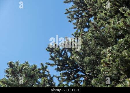 Abete rosso parte di albero su sfondo blu chiaro cielo. Aghi freschi di ramo di pino conifero, vista della pianta sempreverde. Spazio di copia Foto Stock