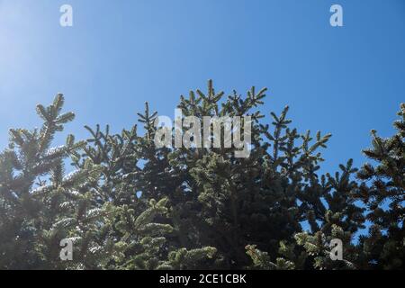 Abete rosso parte di albero su sfondo blu chiaro cielo. Aghi freschi di ramo di pino conifero, vista della pianta sempreverde. Spazio di copia Foto Stock