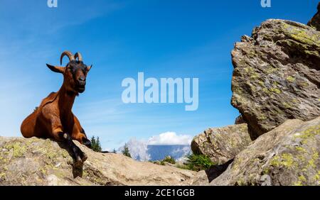 Ritratto di una capra in montagna Foto Stock