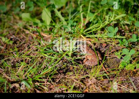 Rana marrone europea su sfondo verde. Primo piano di rana bagnata Foto Stock