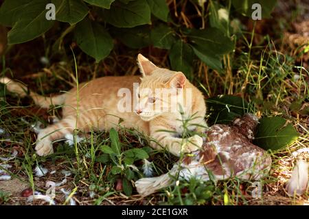 Zenzero giovane gatto domestico morde un piccione catturato su erba verde nel giardino. Predatore Cat e colomba. Foto Stock