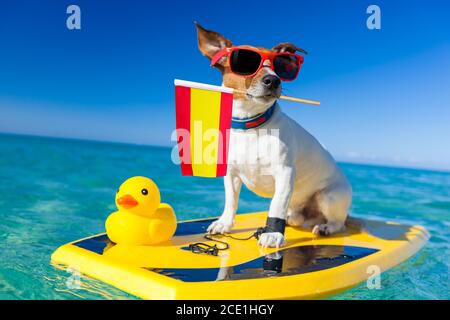 cane surfista in spiaggia Foto Stock