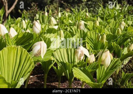 Slipper della signora di Formosan (Cypripedium formosanum) guarda un campo pieno di belle orchidee in fiore Foto Stock