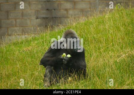Un gorilla maschio prigioniero in uno zoo mangiare Foto Stock