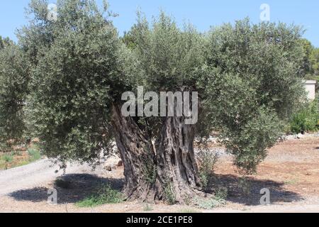 un vecchio olivo con molte foglie verdi su un ampio tronco diviso in due direzioni Foto Stock