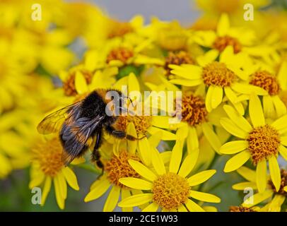 Bumble ape che alimenta su ragwort giallo Foto Stock