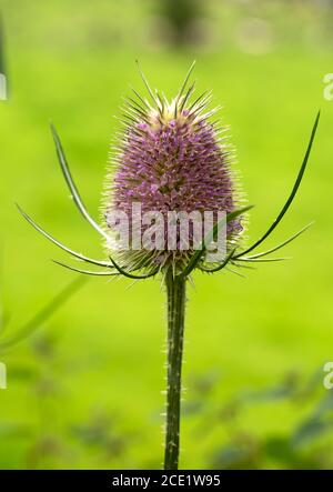 Testa fiorente di un comune teasel selvatico Foto Stock