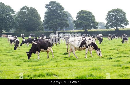 Mandria di bestiame frisiano Holstein che pascolano in un campo Foto Stock