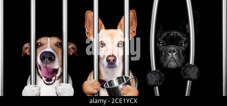 cani dietro bar in prigione Foto Stock
