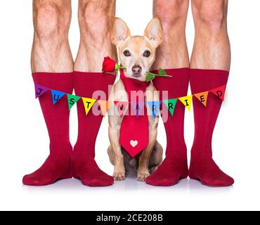 san valentino matrimonio cane innamorato Foto Stock