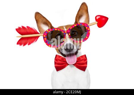 pazzo in amore valentines cane Foto Stock