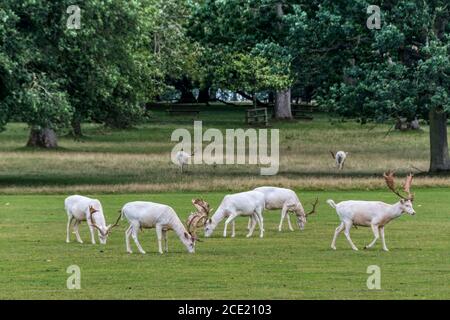 Si trova nel parco dei cervi di Houghton Hall, Norfolk. Foto Stock