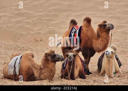 Cammelli battrici giro turistico di gruppo intorno a Badain E.Lake-Badain Jaran Desert-Inner Mongolia-China-1033 Foto Stock
