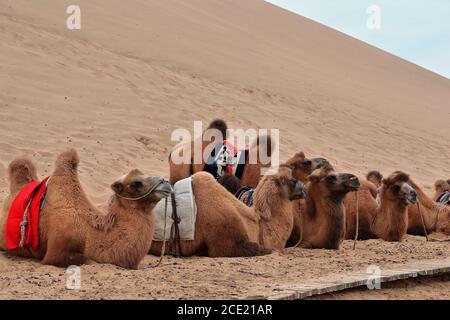 Cammelli battrici giro turistico di gruppo intorno a Badain E.Lake-Badain Jaran Desert-Inner Mongolia-China-1034 Foto Stock