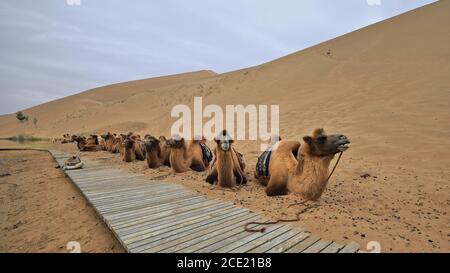 Cammelli battrici giro turistico di gruppo intorno a Badain E.Lake-Badain Jaran Desert-Inner Mongolia-China-1040 Foto Stock