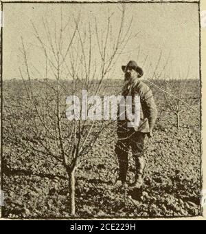 . La colonia Howard e Wilson compagnia di Madera. F frutta come sono i portatori regolari e pesanti, e per cui vi è la domanda di mostruoso, prestando la dovuta attenzione alla qualità del suolo e altre condizioni. Il futuro ol questo settore è eccellente. La domanda di frutta della California negli Eastis continua ad aumentare; e prezzi equi possono essere sempre ragionevolmente attesi. Il nostro frutto è più grande dell'Oriente e uguale ad esso nel sapore, e generalmente commandsa prezzo più alto a causa del suo aspetto fine. In questo stato non c'è niente di meglio che non sia qui nella contea di Fresno. Le nostre pesche Foto Stock