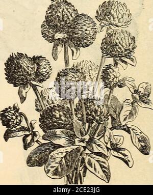 . Manuale dell'almanacco e del giardino di Richard Frotscher per gli stati del sud . Gaillardia bieolor. Turplo Globe Amaranth. Per gli Stati del Sud. 107 Oaillaidia bicoloi*. Due colonHl (liiillaidia. Molto showyplants, che coiilinue a Howcr per un k:)R,i;-tempo. Fiori rossi, bordati con giallo arancio. Liigli di un piede e mezzo. Gennaio tillAprile. € rillia. Mixe 1 Gillia. Piante di IJvvarf, che fioriscono liberamente di colori vari. Un piede. Da dicembre ad aprile. Ooinpliciia alba ami B&gt;uri&gt;iiroa. Bianco e Crimson Batch-Elor Button o Globe Amaranth. Ben nota varietà di fiori; veranno e fr Foto Stock