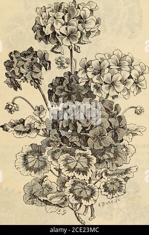 . Manuale dell'almanacco e del giardino di Richard Frotscher per gli stati del sud . Gaillardia bieolor. Turplo Globe Amaranth. Per gli Stati del Sud. 107 Oaillaidia bicoloi*. Due colonHl (liiillaidia. Molto showyplants, che coiilinue a Howcr per un k:)R,i;-tempo. Fiori rossi, bordati con giallo arancio. Liigli di un piede e mezzo. Gennaio tillAprile. € rillia. Mixe 1 Gillia. Piante di IJvvarf, che fioriscono liberamente di colori vari. Un piede. Da dicembre ad aprile. Ooinpliciia alba ami B&gt;uri&gt;iiroa. Bianco e Crimson Batch-Elor Button o Globe Amaranth. Ben nota varietà di fiori; veranno e fr Foto Stock