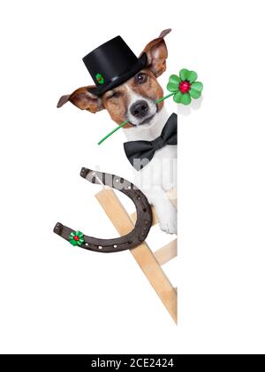 cane fortunato Foto Stock