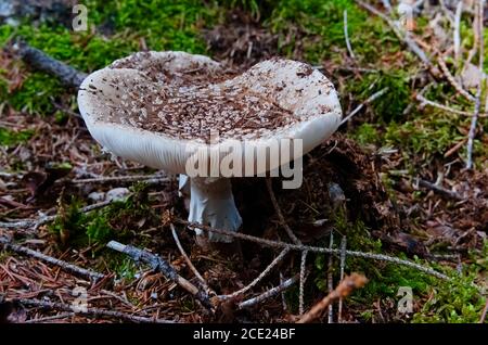 Funghi selvatici conosciuto come LBusher che cresce nel boden secco della foresta. Nome scientifico Amanita rubescens Foto Stock