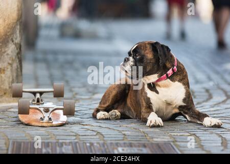 Bel cane da boxe tedesco con colletto rosso, sdraiato all'aperto sulla strada che protegge lo skateboard del suo proprietario Foto Stock