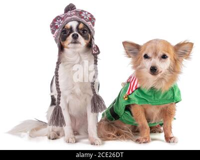 Due chihuahua per Natale su sfondo bianco Foto Stock