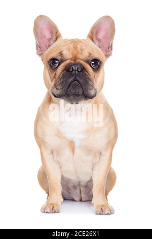 Fawn bulldog francese Foto Stock