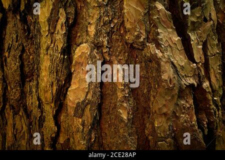 Corteccia scanalata irregolare di vecchio pino. Struttura della superficie di legno. Primo piano della foto. Un rilievo, modellato, strutturato, fratturato, secco scorza di pino invecchiato. Foto Stock