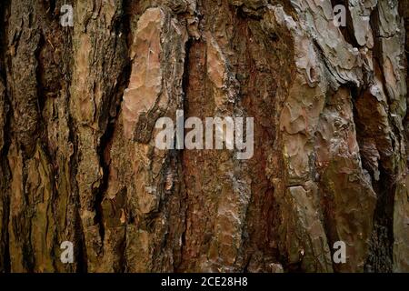 Corteccia rugosa di Pinus sylvestris. Una superficie spaccata di pino macinato con striature. Una struttura intricata di scanalature sul vecchio albero di conifere sempreverde Foto Stock