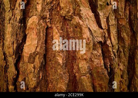 Cooper, grigio-marrone, ruvido, irregolare, con profonde crepe, tronco di pino. Una struttura intricata di scanalature corteccia di conifere dell'albero. Immagine ravvicinata Foto Stock