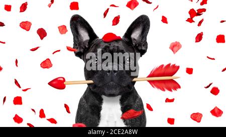 pazzo in amore valentines cane Foto Stock