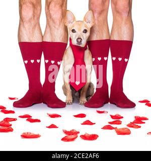 san valentino matrimonio cane innamorato Foto Stock