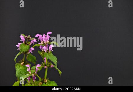 Fiori violacei selvatici maculatum, nome scientifico Lamium maculatum, maculatum, maculatum, macchiato di ortica morta o di acino su sfondo nero Foto Stock