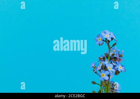 Primo piano di Sorget-me-nots isolati, Myosotis, su uno sfondo saturo azzurro Foto Stock