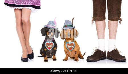 birra bavarese dachshund salsicce cani , coppia di due Foto Stock