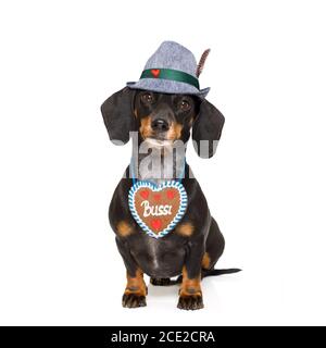 cane bavarese con salsiccia di dachshund Foto Stock