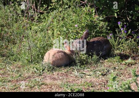 conigli selvatici nel parco Foto Stock